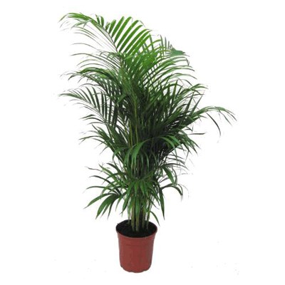 Golden cane palm