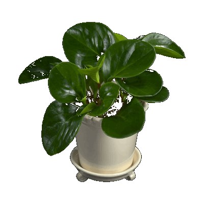 Pepromiaobturifolia